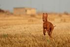 Cirneco Photo
